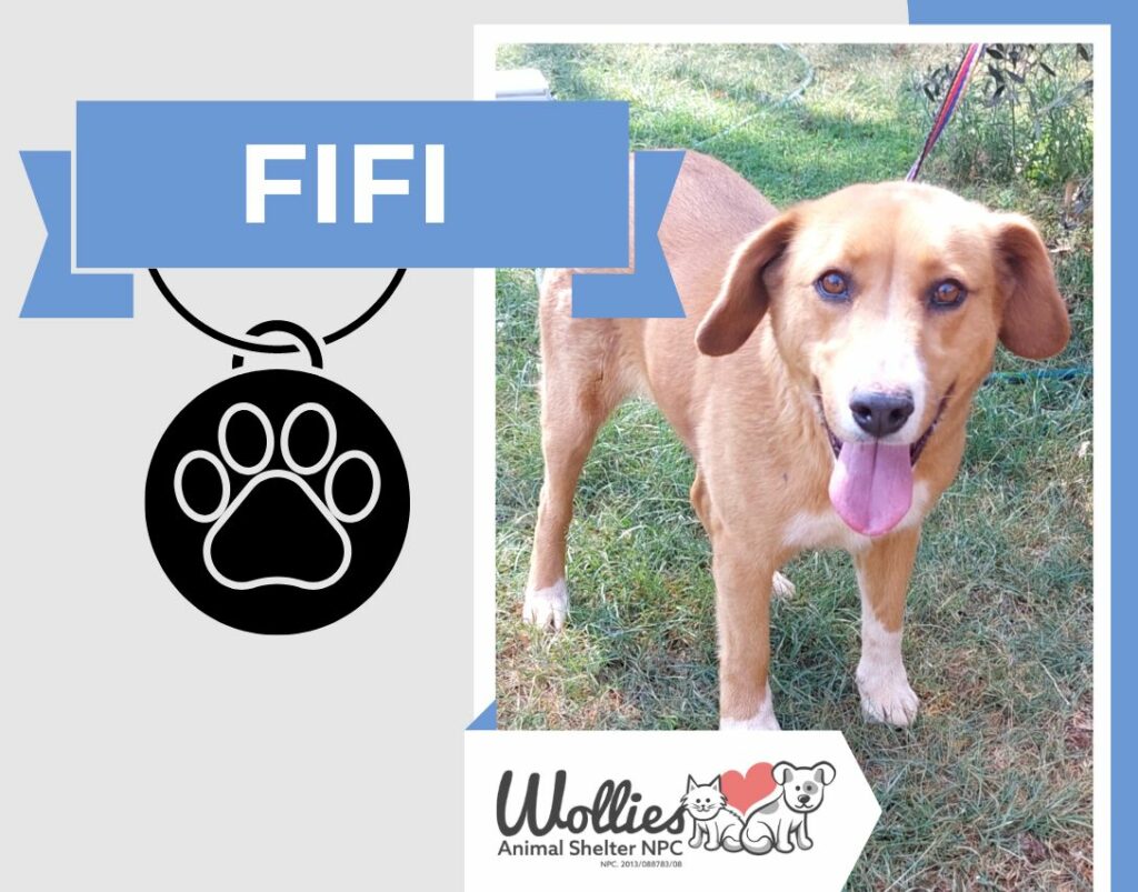 FIFI