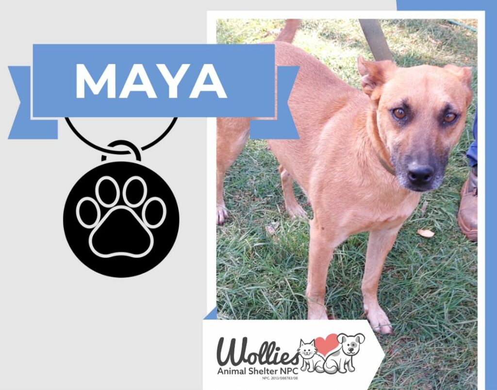 maya